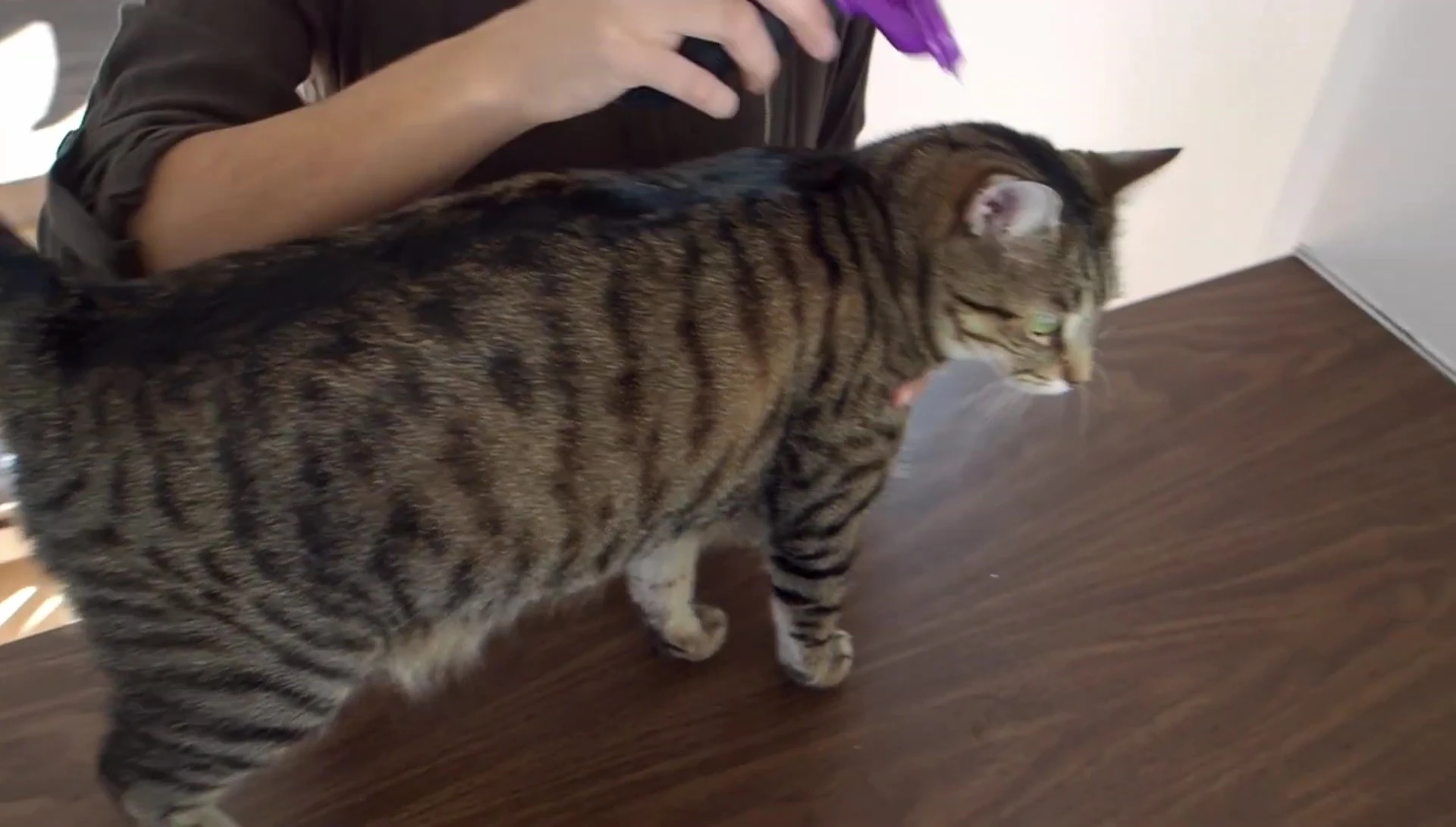 Guthrum initially calm during grooming