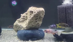 Aqueon vs Marineland Aquariums: A Detailed Comparison