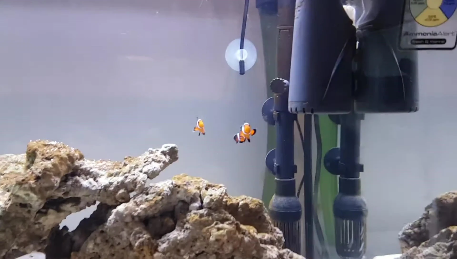 The two clownfish, Nemo and Max