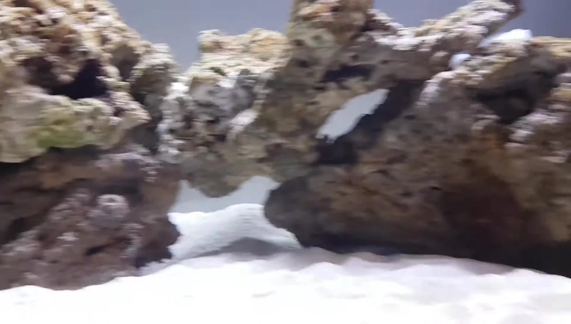 Sebastian the crab