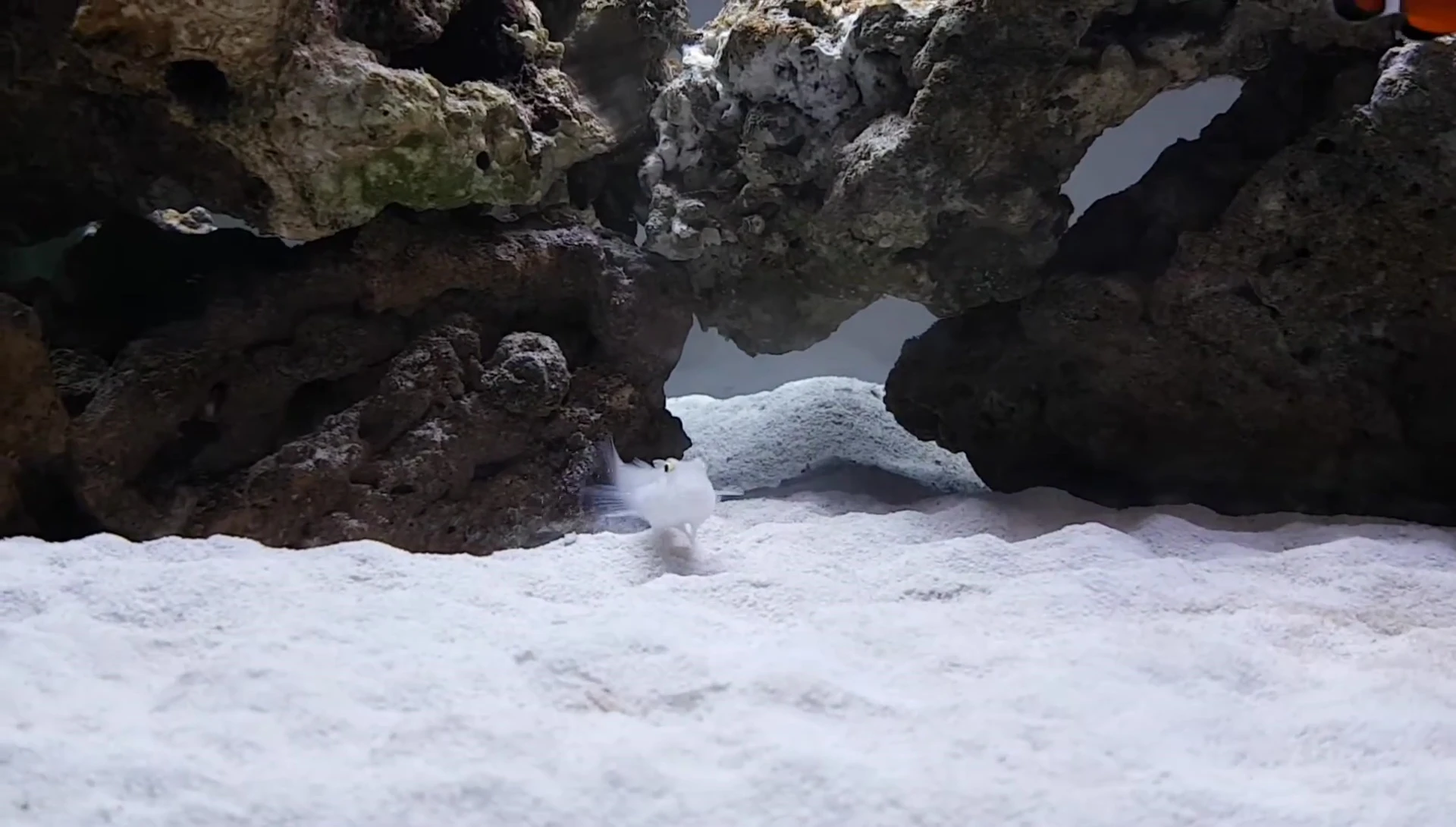 Skye the sand-sifting goby