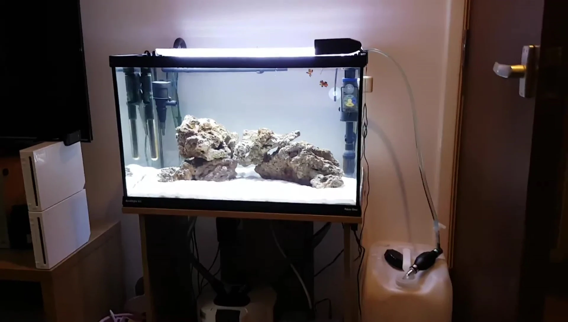 Live rock in the tank