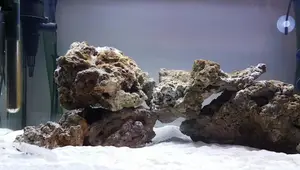 70 Litre Marine Tank Setup: A Beginner's Journey