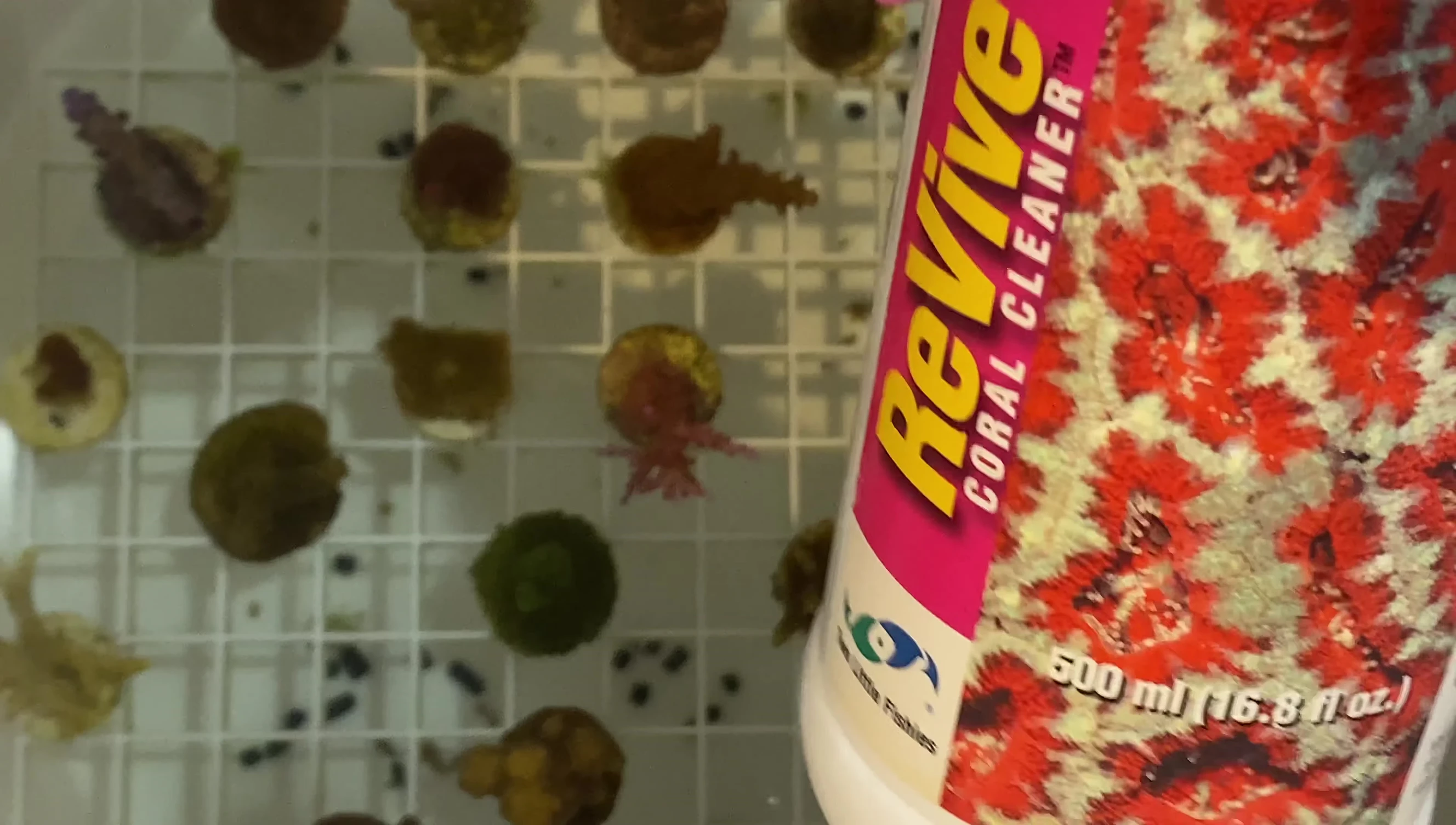 Mixing Revive Coral Dip