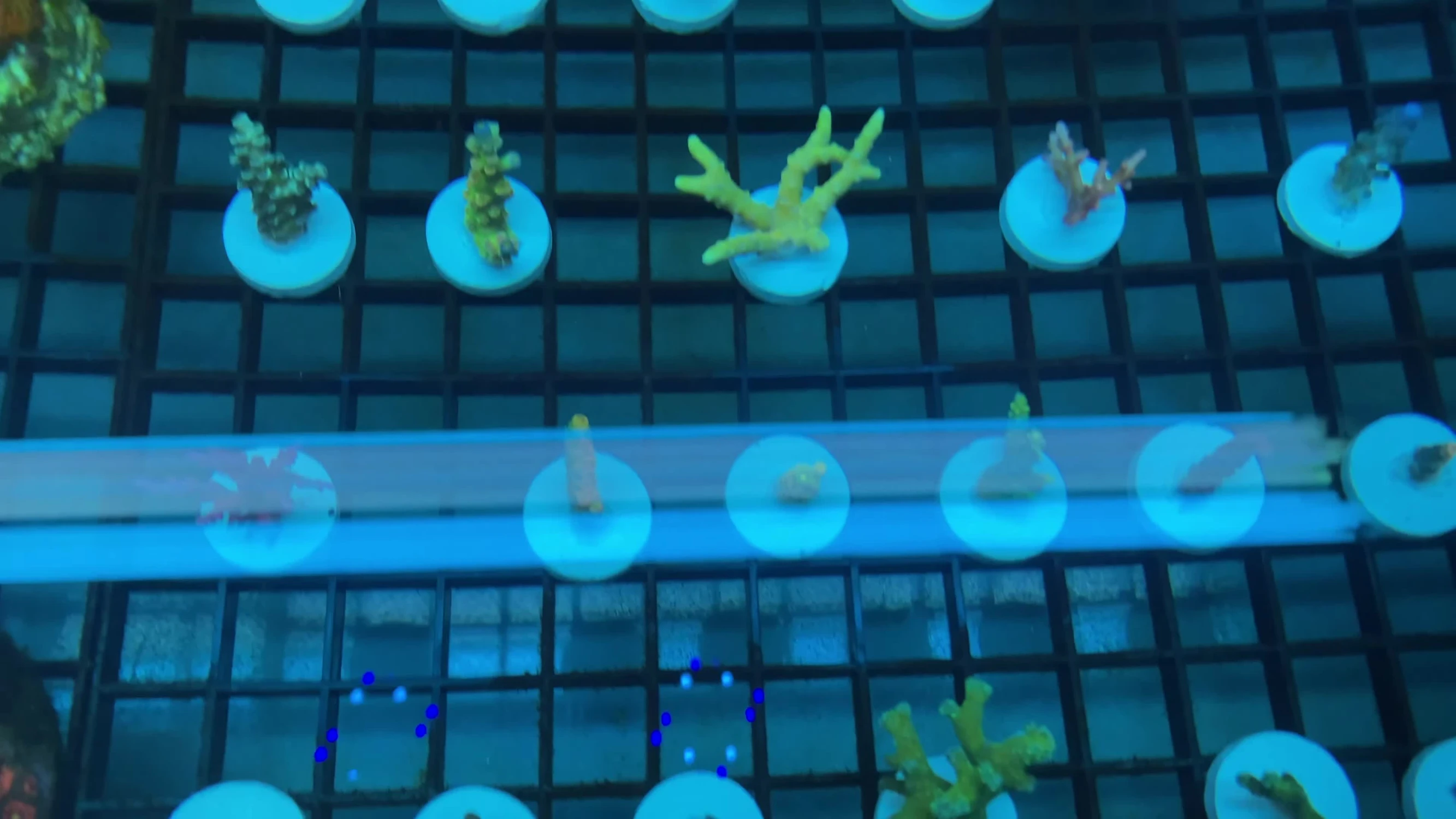 Initial LPS dominated reef tank