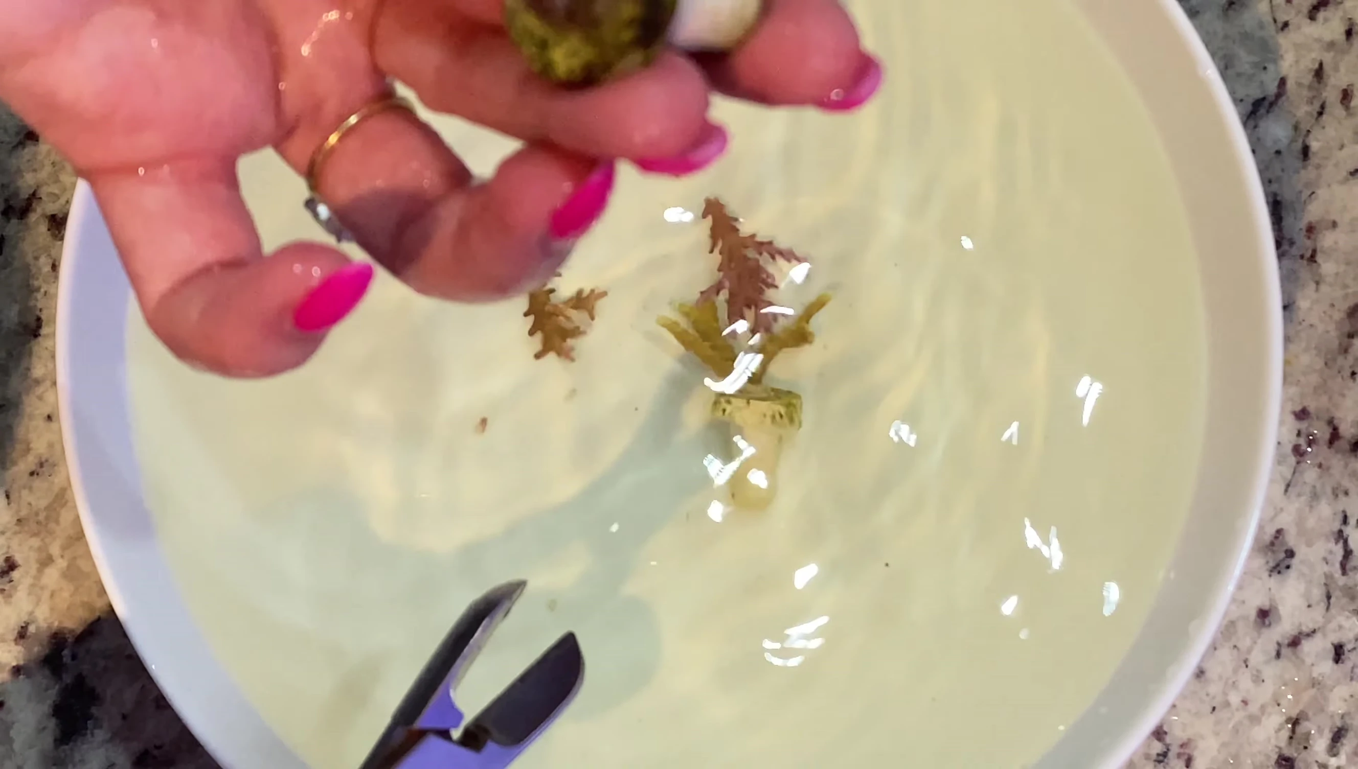 Removing corals from original frag plugs