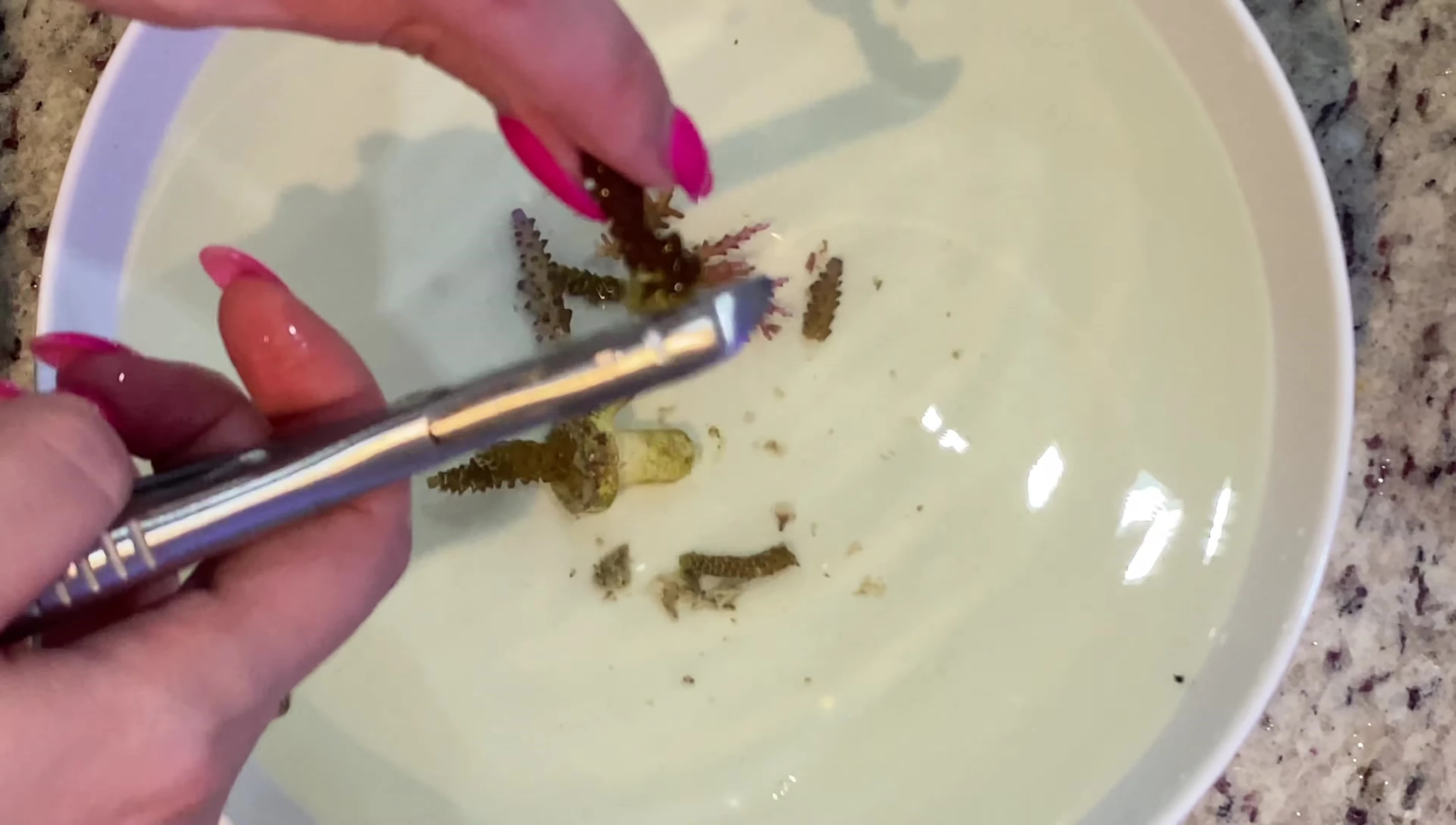 Asterina starfish found under a frag plug