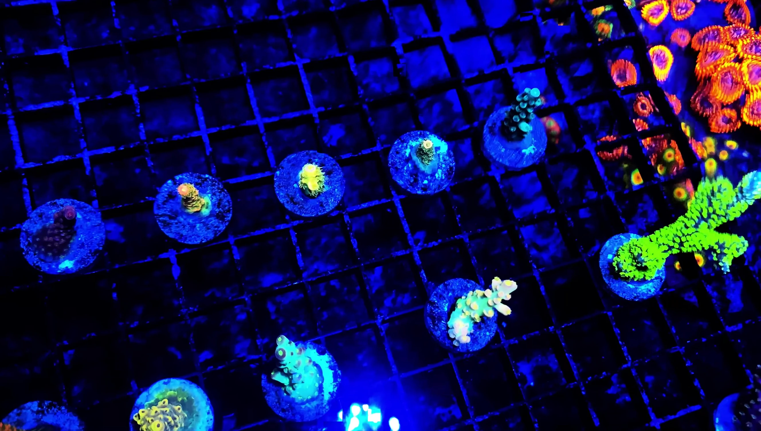 Final shot of corals