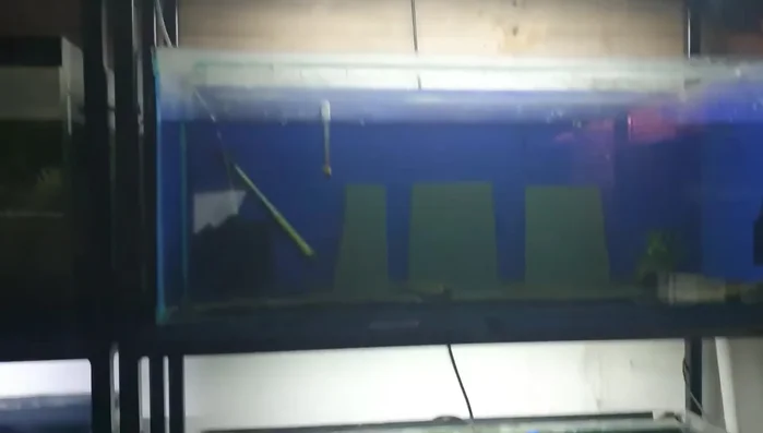 Add individual sponge filters to each compartment to ensure proper water filtration.