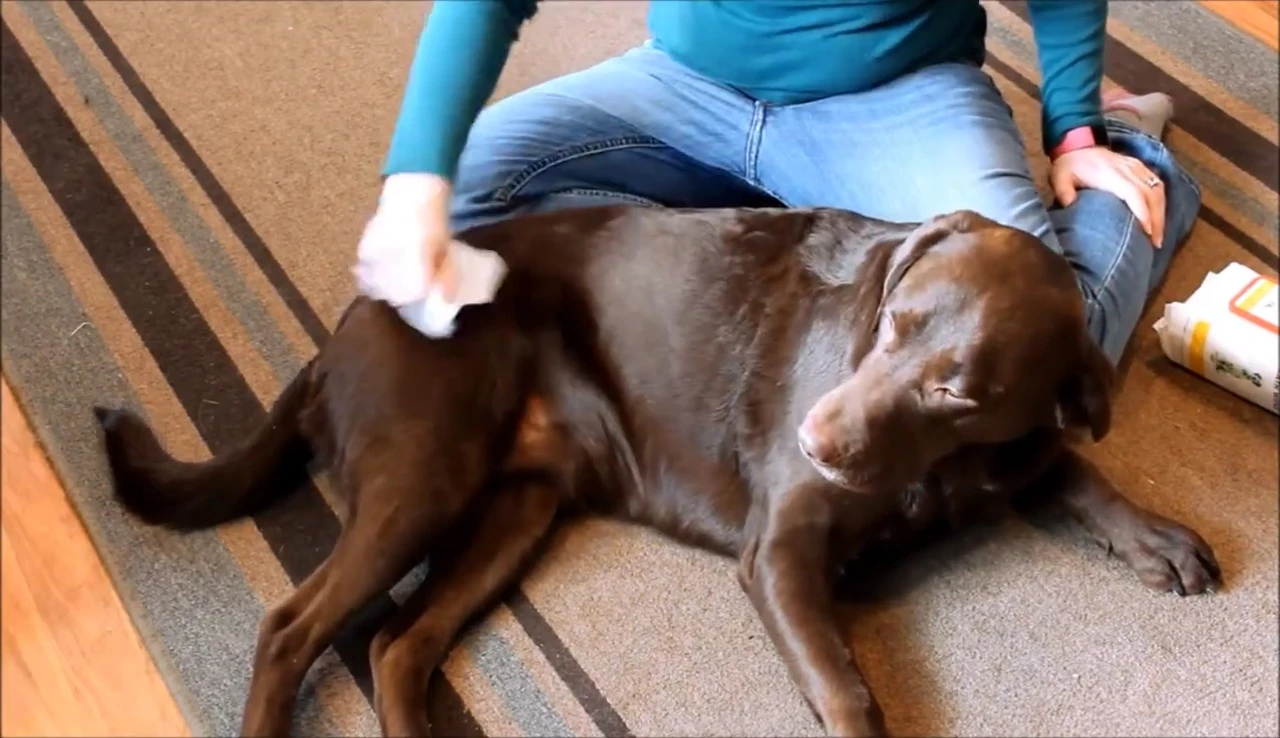 Dog's shiny coat after using Nature's Miracle wipes