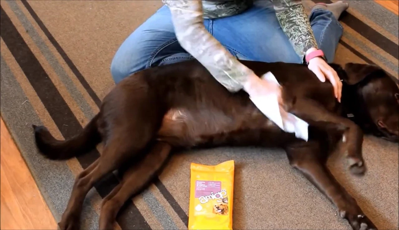 Dog's coat after using Amigo wipes