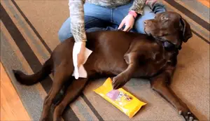 Best Dog Grooming Wipes: A Comprehensive Review of Top 5 Brands