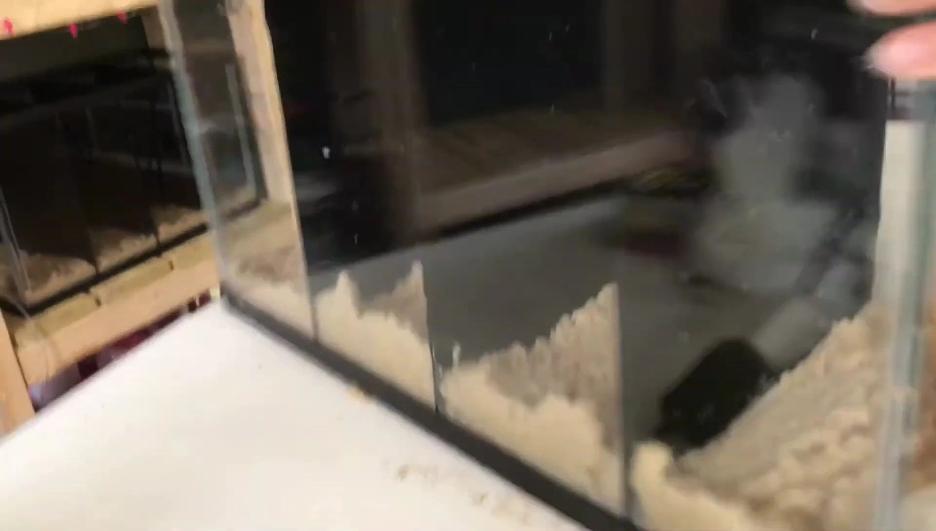 Installing filter in the aquarium.