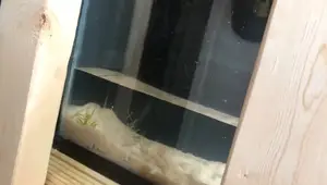DIY Betta Fish Tank Dividers: A Budget-Friendly Guide