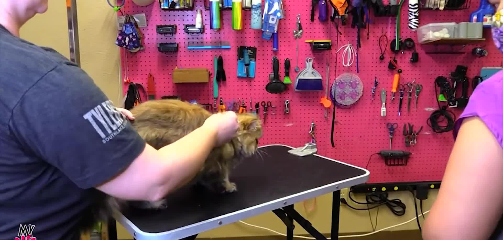 Groomer assessing the cat's coat