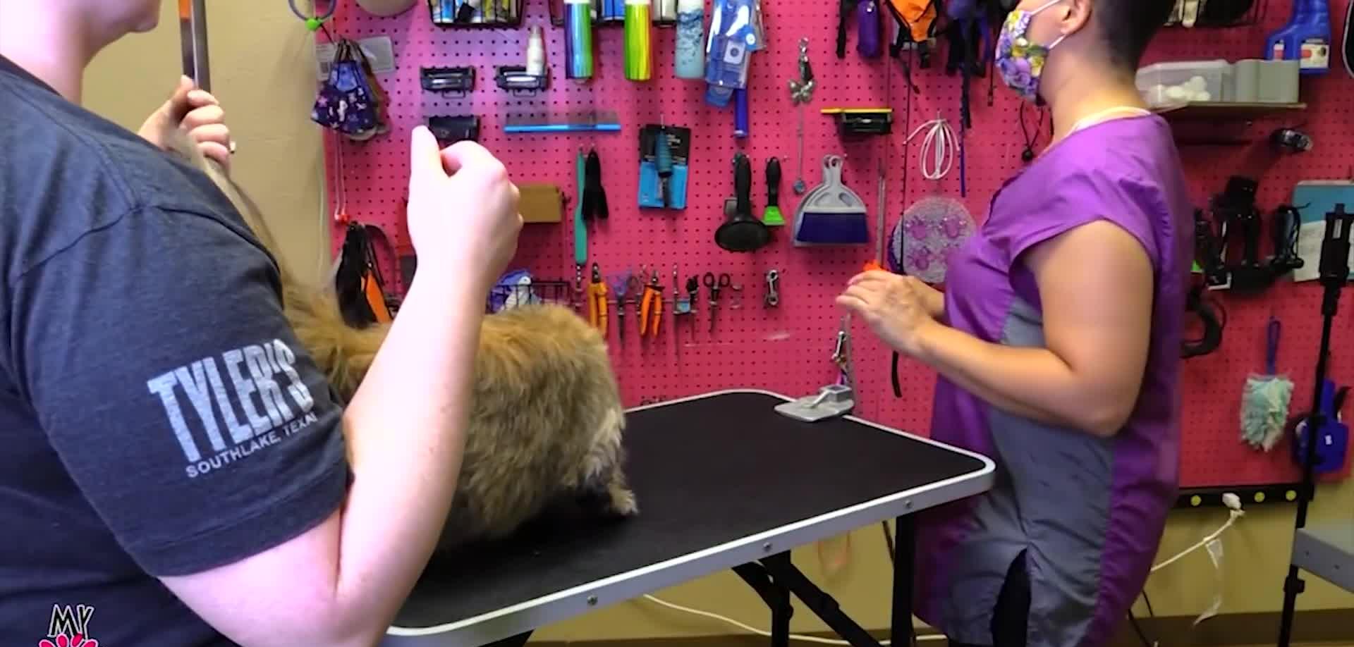 Groomer using clippers