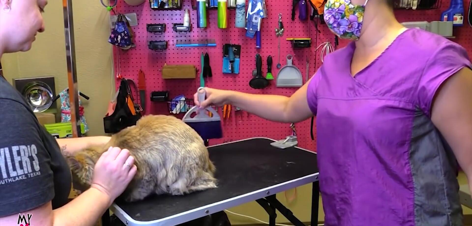 Groomer suggesting the owner learns cat grooming