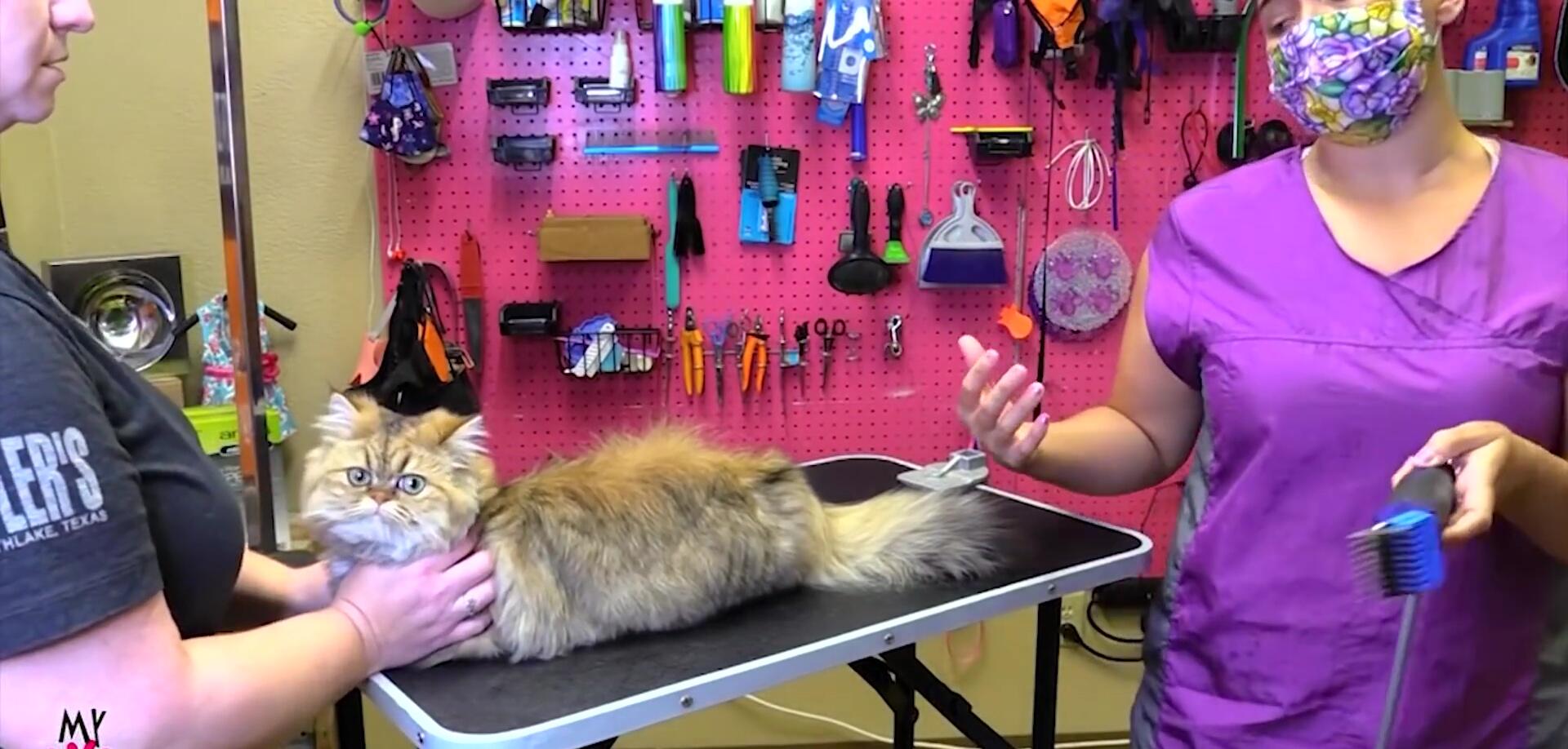Groomer explaining the risks of short cuts on cats