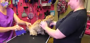 Cat Grooming Guide: Tips and Techniques for a Happy Feline