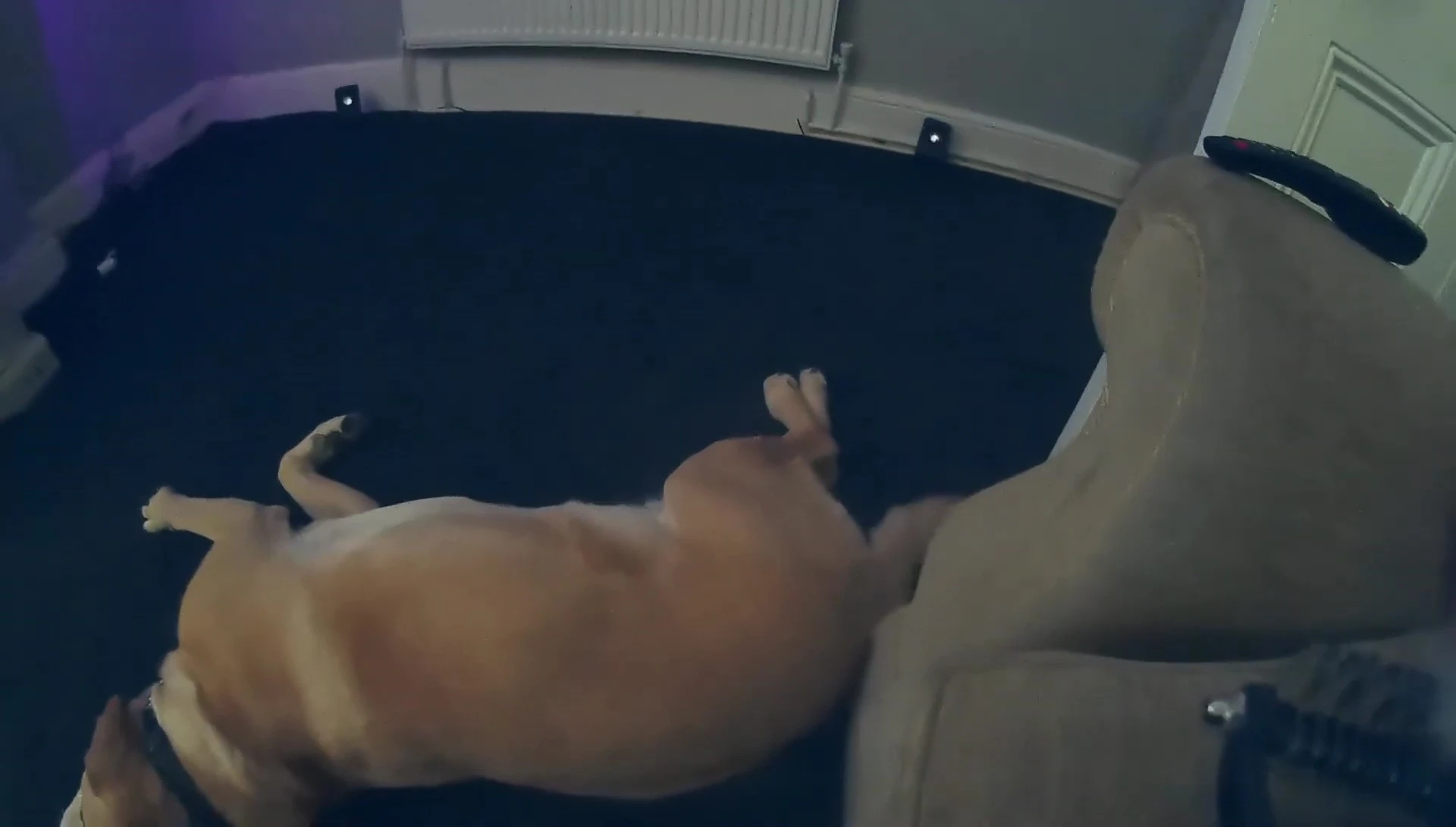 The Labrador Retriever's tail wagging, indicating contentment.