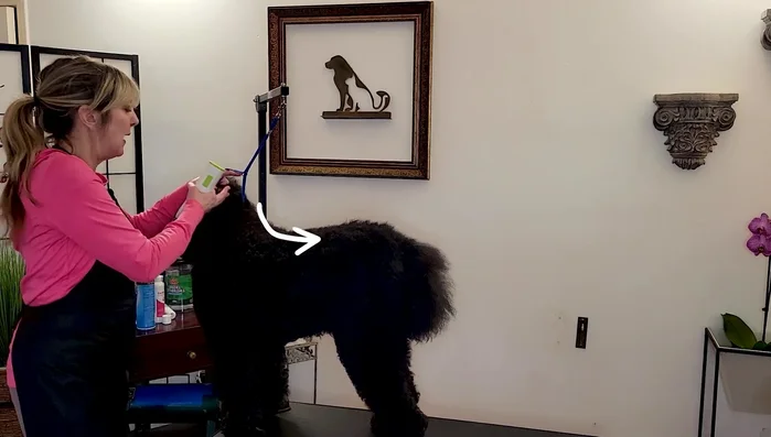 Start clipping from the top of the neck and move down the back, then the legs, chest, and sides, following the same pattern on both sides.