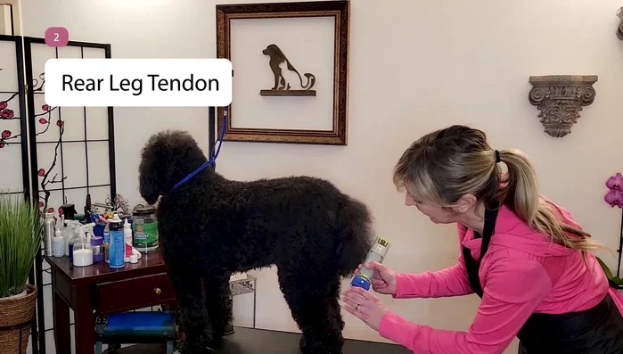 Approach the delicate tendon on the rear leg from the side, not directly over it, to avoid catching it in the blades.