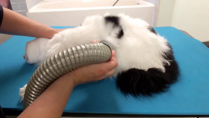 Gently comb out the cat's fur to remove tangles and mats.