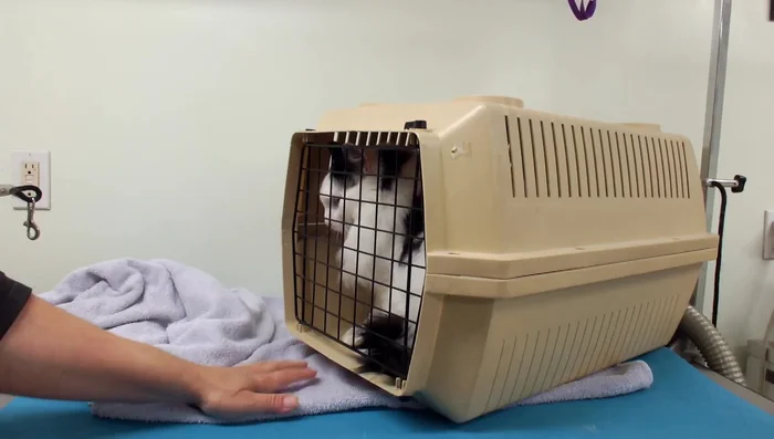 Prepare the grooming area with towels and supplies.