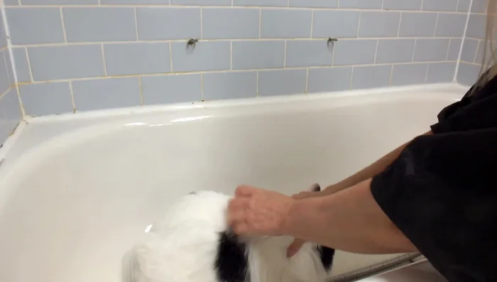 Gently restrain the cat and place it in the tub.