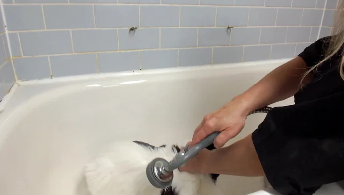 Rinse the cat thoroughly, ensuring all shampoo is removed.