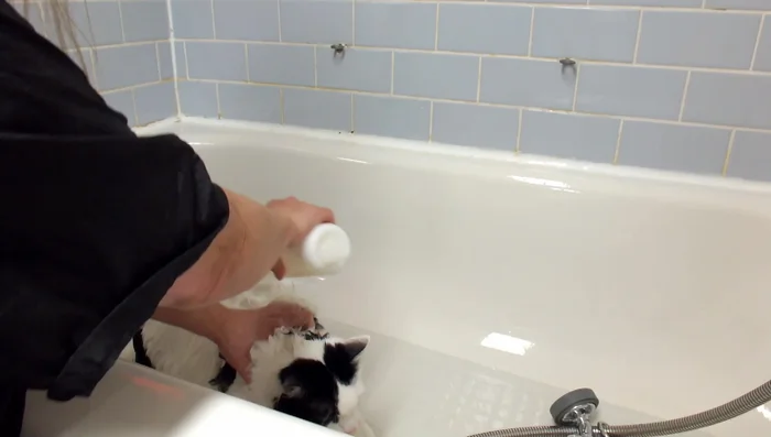 Rinse the cat thoroughly, ensuring all shampoo is removed.