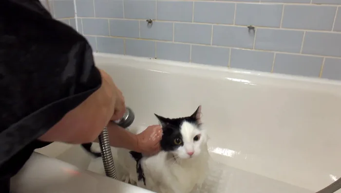 Rinse the cat thoroughly, ensuring all shampoo is removed.