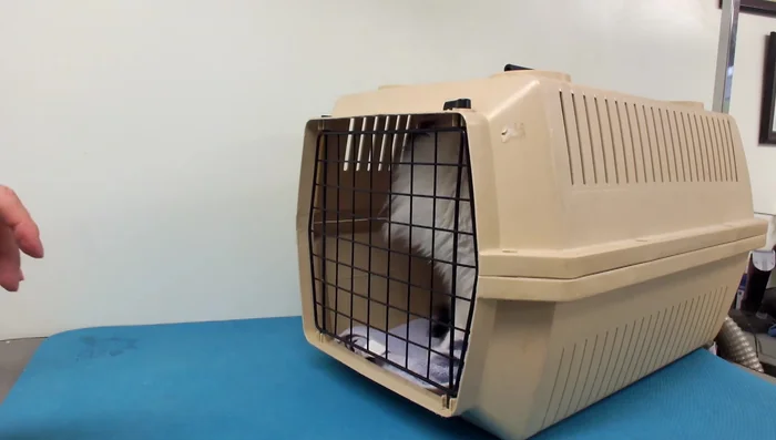 Prepare the grooming area with towels and supplies.