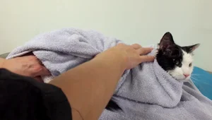 Stress-Free Cat Grooming: A Step-by-Step Guide for Beginners