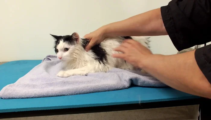 Gently comb out the cat's fur to remove tangles and mats.