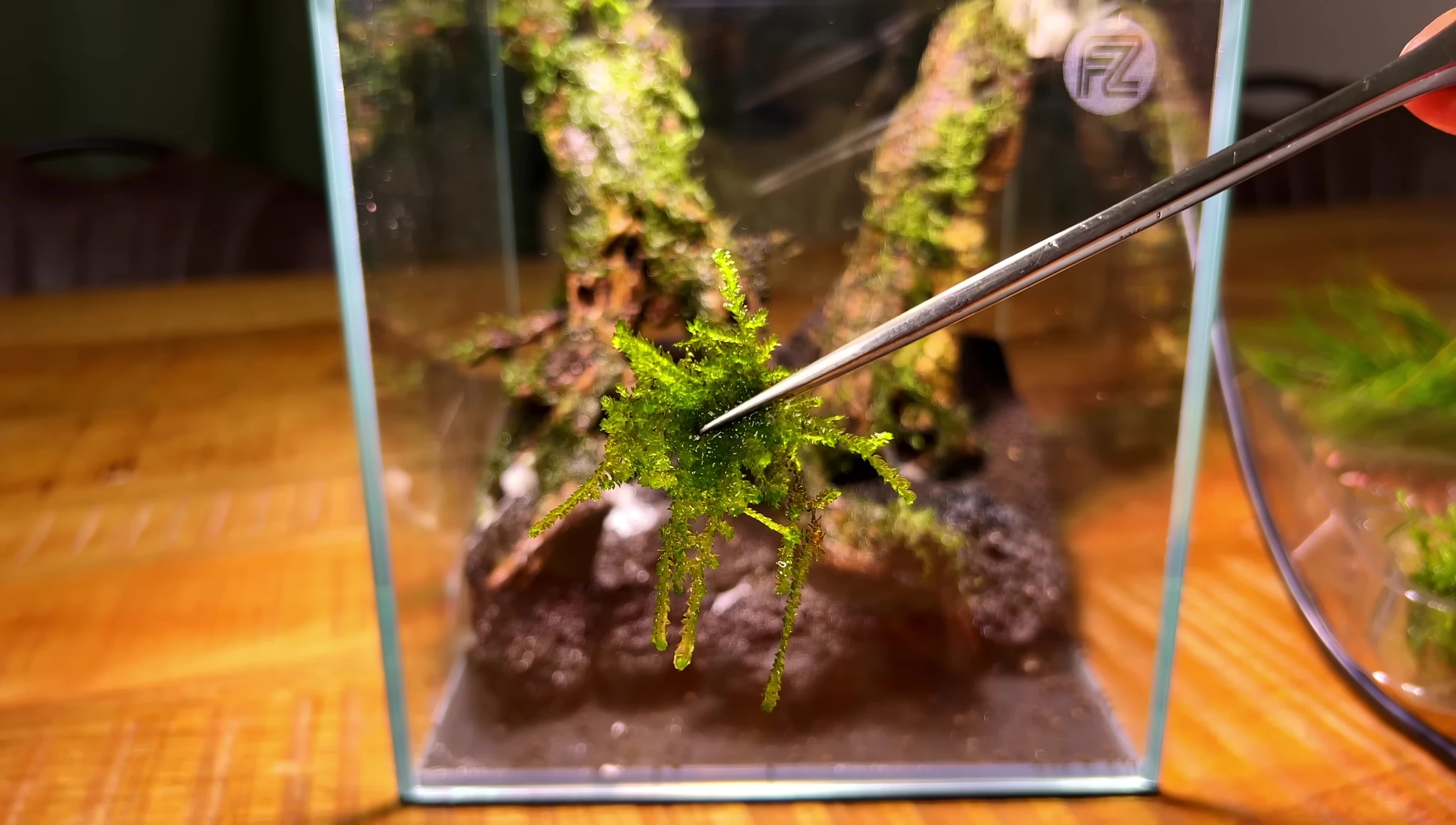 Planting moss in between cracks in the hardscape.