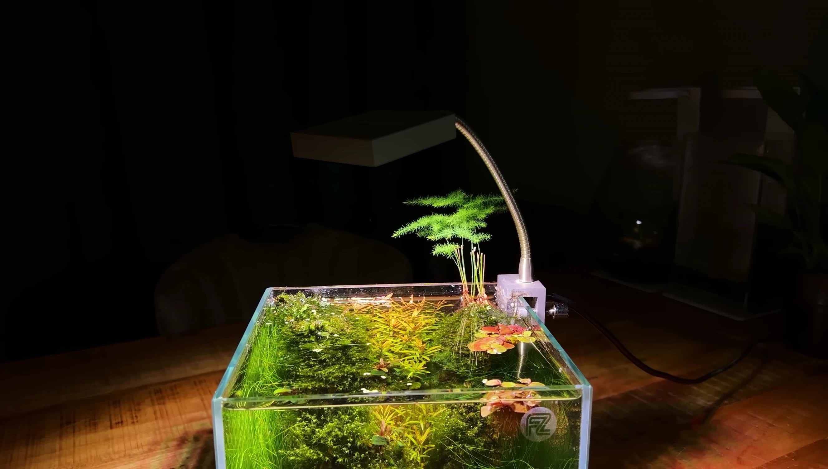 The finished planted aquarium with shrimp.