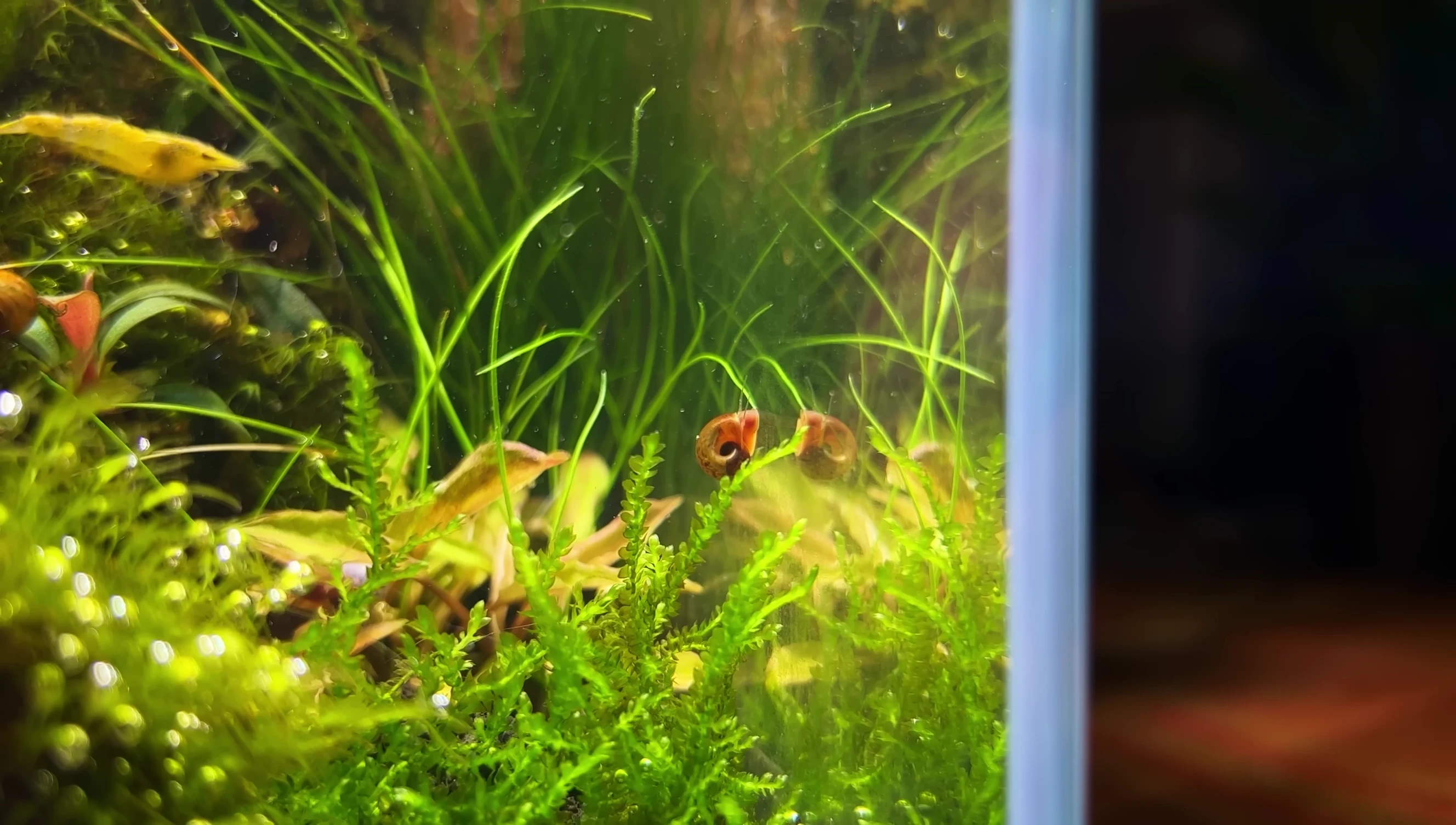 Close up of the planted aquarium