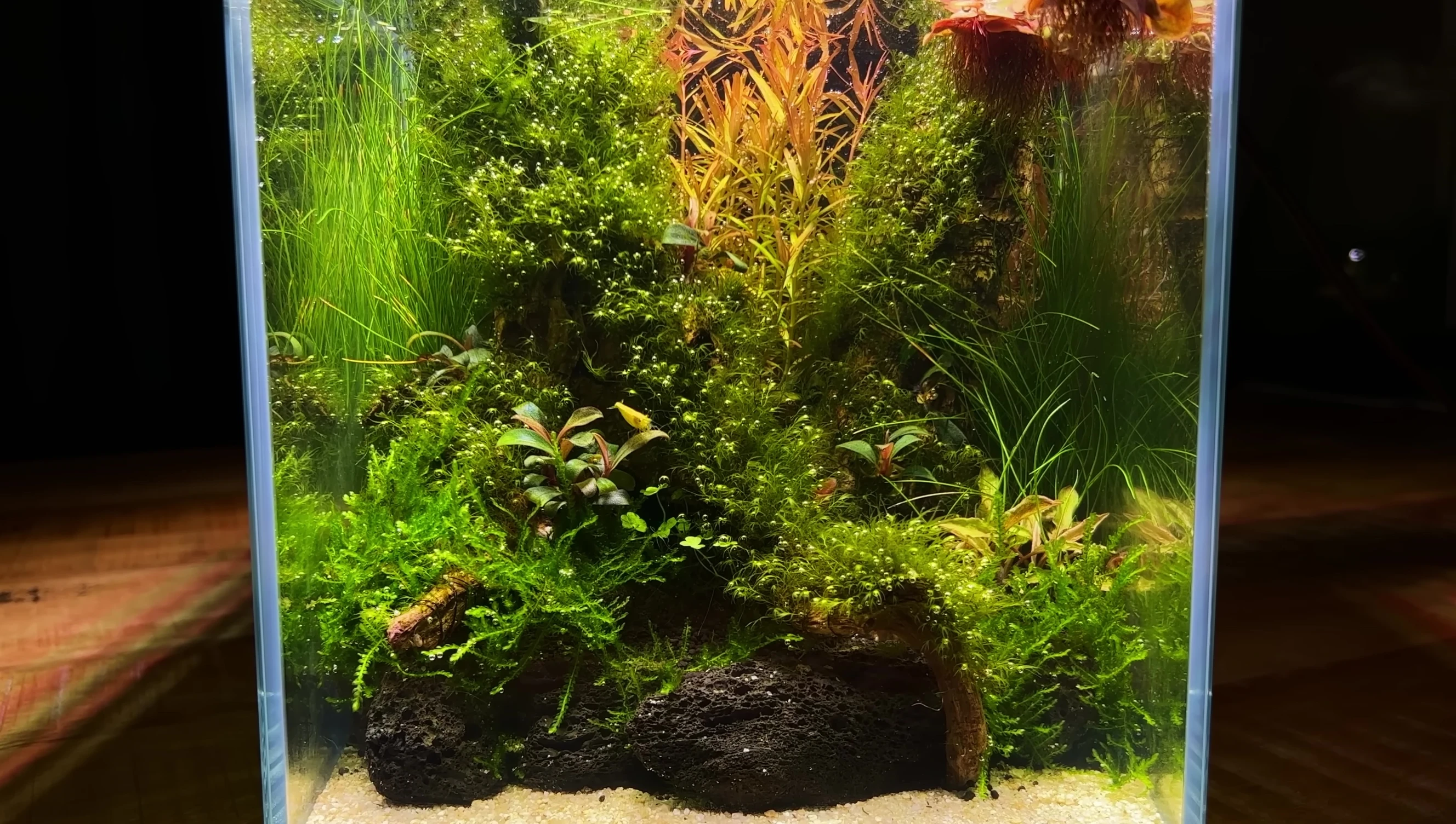 The planted aquarium again