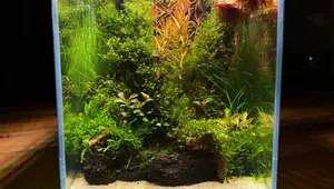Mini No-Filter Desk Aquarium: A DIY Aquascape Tutorial