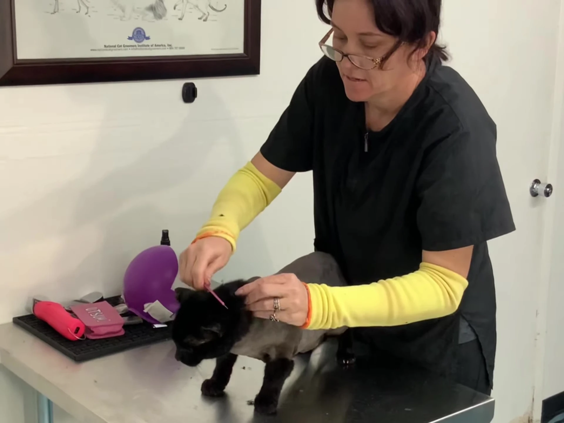 How to Groom a Cat with Matted hair - Pets Leaf