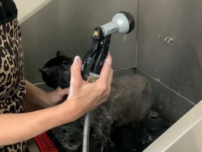 Drying with microfiber towel and Caddyshack Vac drying system