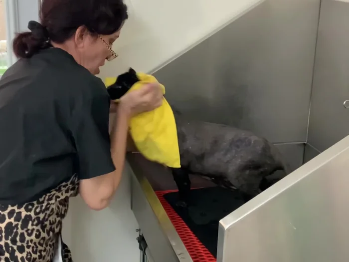 Drying with microfiber towel and Caddyshack Vac drying system