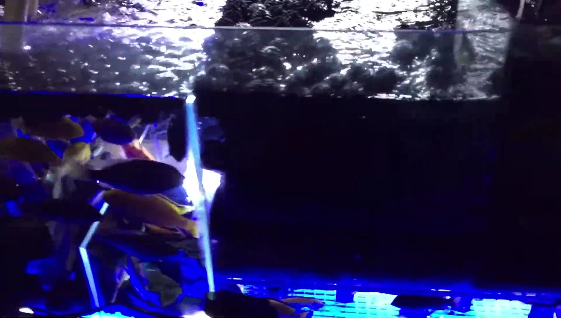 The fish safely relocated to a temporary tank.