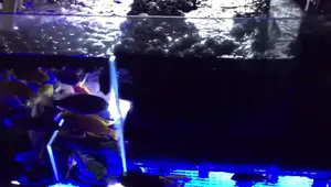 Aquarium Bottom Shattered: A Marineland Tank Failure and Lessons Learned