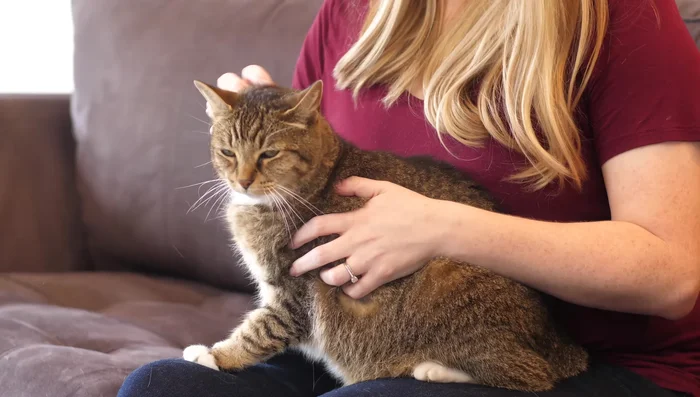 Gently rub your cat's fur in the opposite direction while petting.