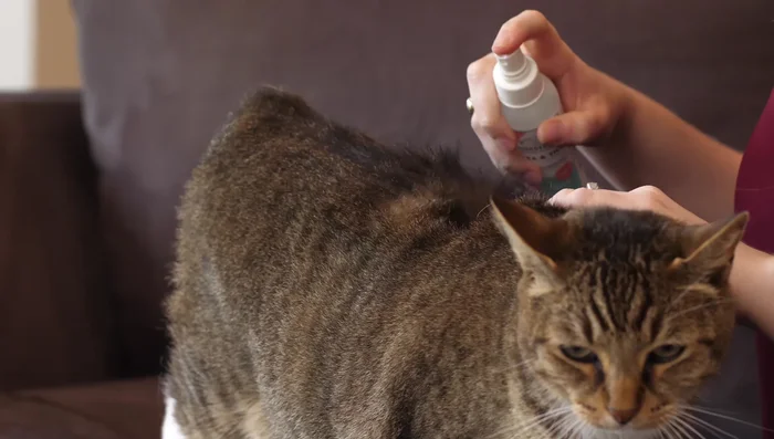 For extra scaredy cats, spray the product onto a soft cloth or use flea and tick wipes for easier application.