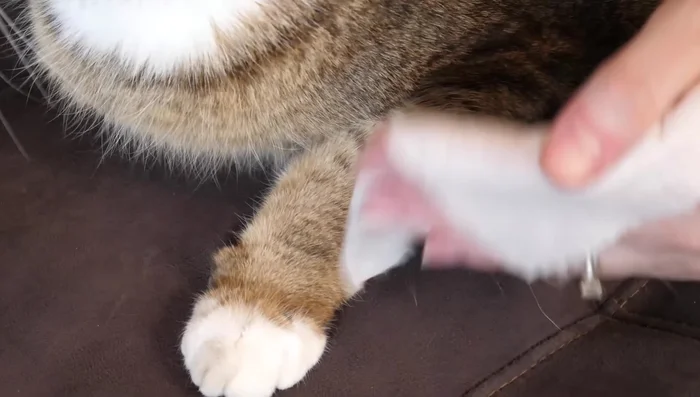 For cats that frequently go outside, apply a few times a week or as needed.