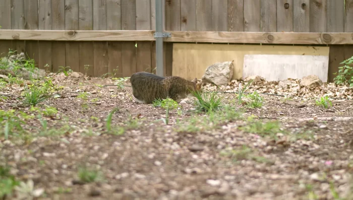 For cats that frequently go outside, apply a few times a week or as needed.