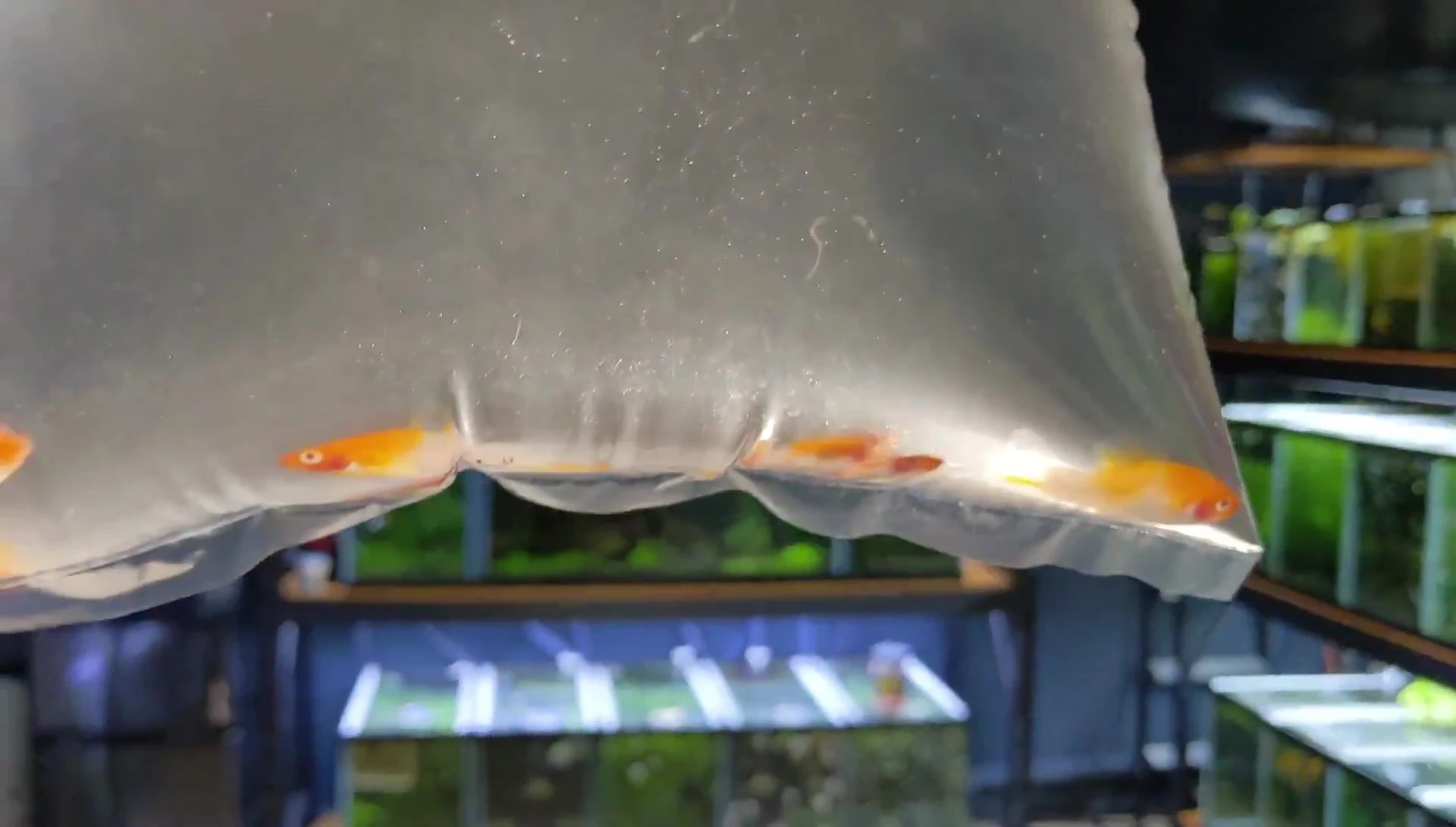 Close-up shot of Kohaku Swordtails in a container.